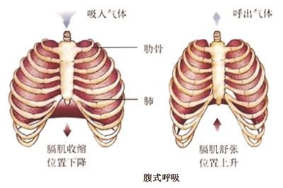 運動;呼吸訓(xùn)練;腹式呼吸;深呼吸;肺功能檢測儀;呼吸訓(xùn)練器;慢阻肺